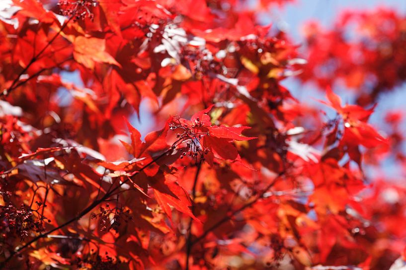 Fächerahorn by Thomas Jäger