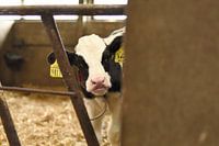 Klein nieuwsgierig kalfje.