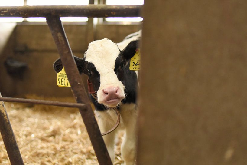 Klein nieuwsgierig kalfje. von Grietje van der Reijnst