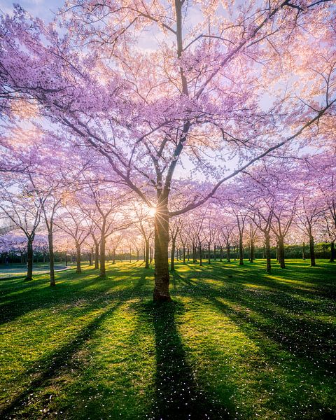Blossom tree by Thijs Friederich