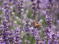 Kolibri-Schmetterling in einem Lavendelbusch in Frankreich
