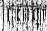 A bunch of black lines