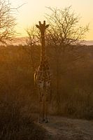 Photos taken during our three-week tour of South Africa