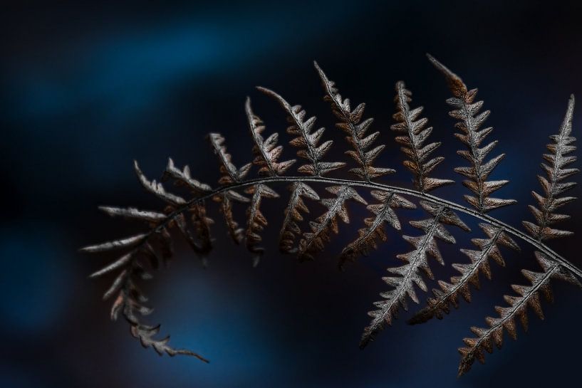 A dry leaf of a fern by Leny Silina Helmig