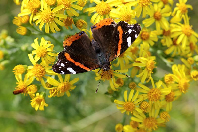 Admiraalvlinder of Vanessa atalanta op gele bloemen by W J Kok