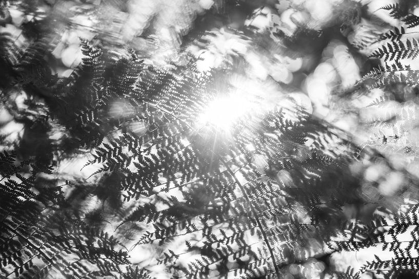 Lichtshow im Farnwald von Femke Ketelaar