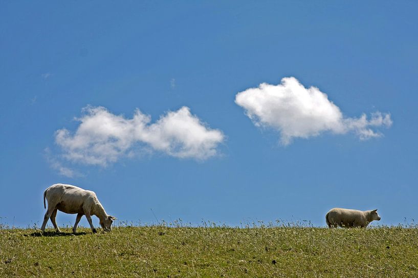 Schapen op de Waddendijk op Texel par Martijn Smit