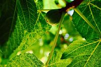 Vijgen in de Spaanse zon