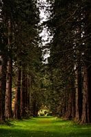 Hohe Bäume - Redwood Avenue in den Benmore Botanic Gardens in Schottland