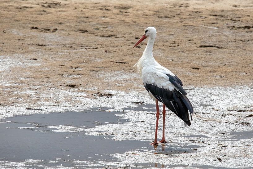 Meister Adebar von t.ART