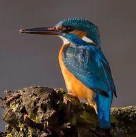 Aquarelle martin-pêcheur