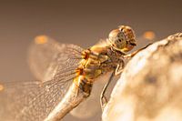 Dragonfly in golden afternoon light