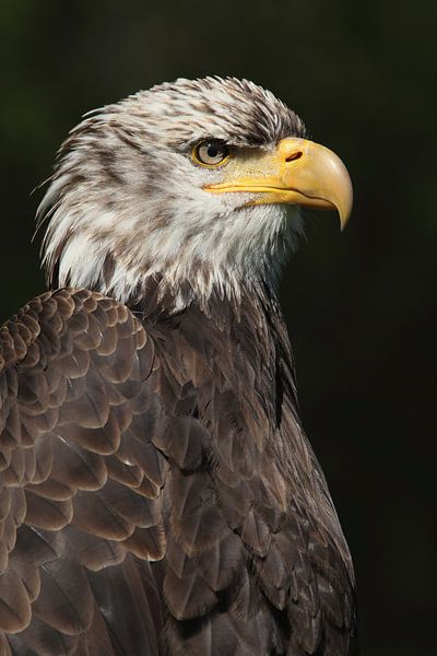 Weißkopfseeadler (Haliaeetus leucocephalus) von Ronald Pol