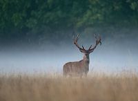 Rotwild im Nebel