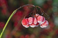 Rote Beere mit Reife