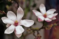 Magnolia en fleurs