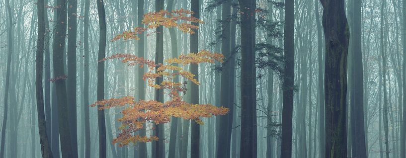 Magic forest in the panorama by Tobias Luxberg