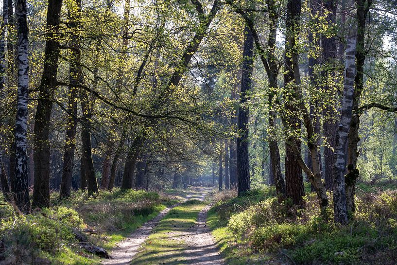 Forest in spring by Evert Jan Kip