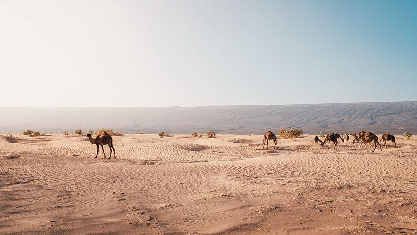 Morocco sahara 9 by Andy Troy