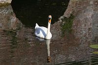 Cygne blanc muet dans l'étang d'un château en Allemagne.