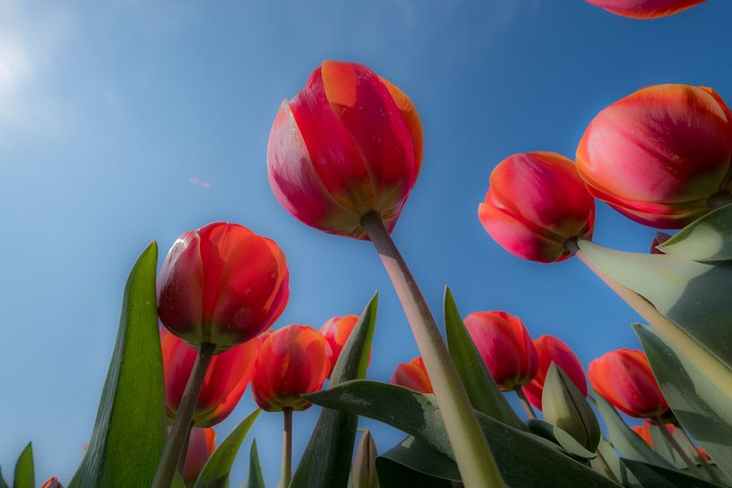 Tulpen 01 par Moetwil en van Dijk - Fotografie