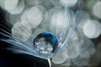 Wassertropfen in Löwenzahn