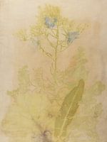 Ecoprint de collage de plantes sauvages