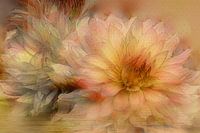 Evening light over Dahlias