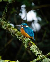 Kingfisher