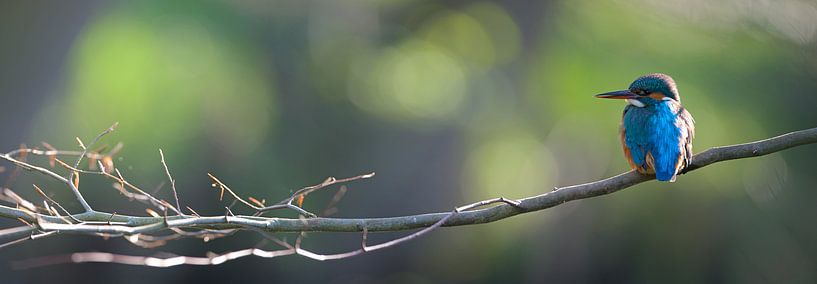Eisvogel von Eisvogel.land - Corné van Oosterhout