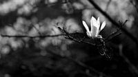 Witte Magnolia