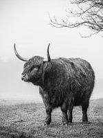 Highlander écossais dans le brouillard