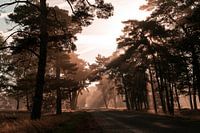 Hoge Veluwe au lever du soleil