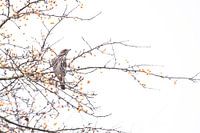 Copperwing among berries in autumn setting.