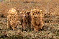 drei Kälber, schottischer Hochländer