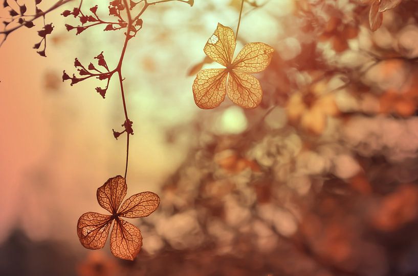 Vergänglichkeit von Zwergls Lichtermeer