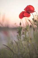 Mohnblume bei Sonnenuntergang