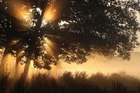 Sonnenaufgang hinter Bäumen