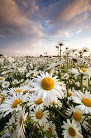 Sonnige Seite nach oben