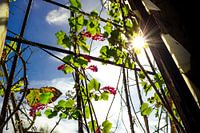 Natur erobert zurück - Sonnendurchflutetes Grün im verlassenen Gebäude