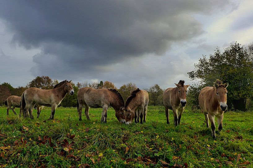 Oerpaarden onder een dreigende lucht von Anneriek de Jong