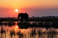Silhouette eines Elefanten bei Sonnenuntergang auf dem Chobe-Fluss