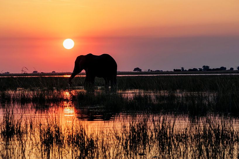 Silhouette eines Elefanten bei Sonnenuntergang auf dem Chobe-Fluss von Kelly De Preter