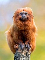 Golden lion tamarin