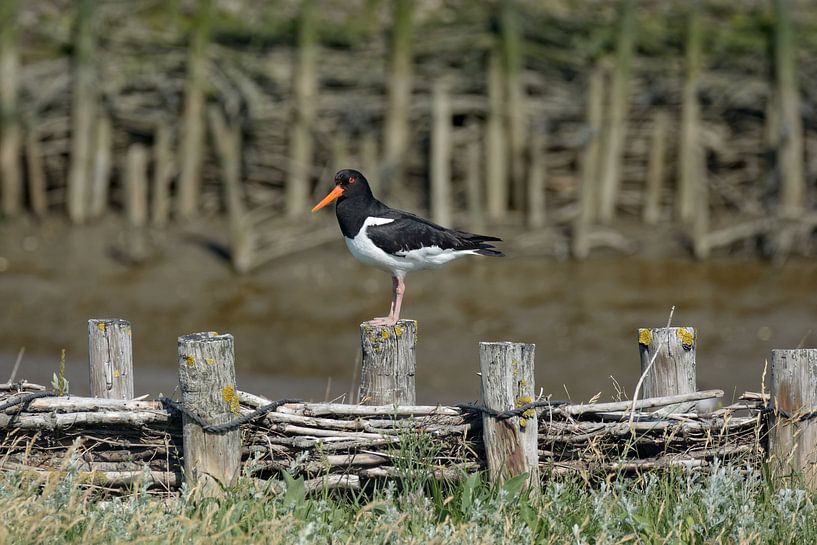 Austernfischer im Wattenmeer Nationalpark von Peter Eckert