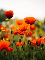 Busy bee among the poppies