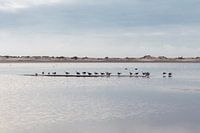 Birds on the Sand engine