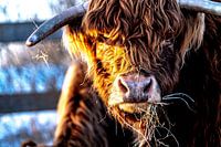 Schottische Highlanders 3