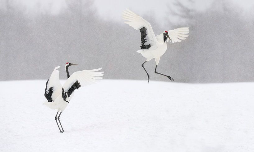 Grues japonaises II par Harry Eggens