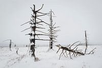 Verbrande bomen in sneeuwlandschap